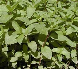 Breeding techniques for summer propagation of peppermint