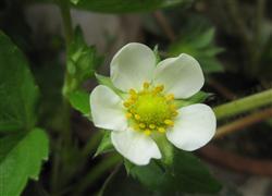 How to manage strawberry planting in flowering and fruiting stage?