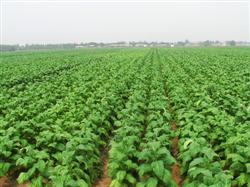 How to use pesticides in growing tobacco?