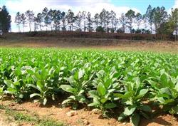 Which pesticides are prohibited in tobacco leaves?