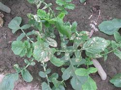 Radish planting: what diseases does white radish have?