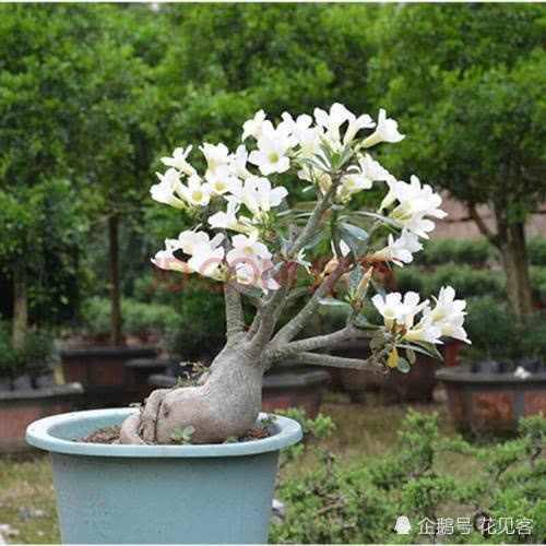 Is the desert rose sick? Most of this problem is to pinch a big belly in time.