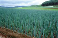 How many stages is the growing period of green onions divided into?