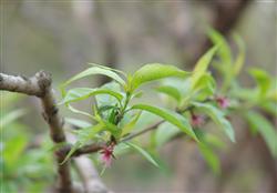 How many ways to prune peach trees in summer?