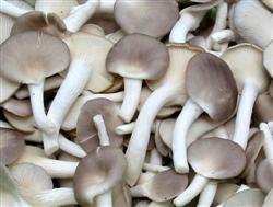 Cultivation techniques of Xiuzhen mushroom: how to harvest and store Xiuzhen mushroom?