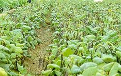 Why should mung bean rotation prevent stubble?