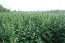 How to apply fertilizer in the middle and later period of planting sesame in summer?