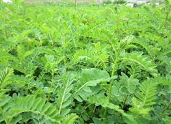 How can astragalus be planted with high yield?