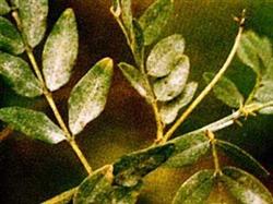 How to prevent and cure astragalus powdery mildew?