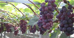 Summer black grape cultivation technology complete set where there is?