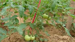 Tomato planting techniques: what should we pay attention to when planting summer tomatoes?