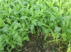 Cultivation of Artemisia annua: how can Artemisia annua be planted with high yield?