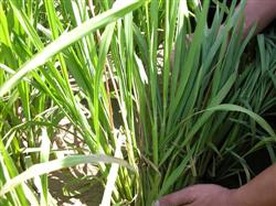 Control of Rice Diseases and insect pests: what is Rice bacterial Brown Stripe?