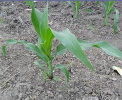 How to prevent summer corn from planting fat and burning seedlings?