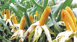 High yield of direct seeding and late harvest of summer corn