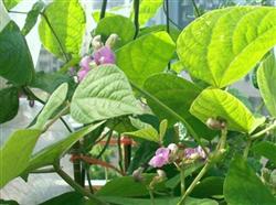 Kidney bean planting: why can't kidney bean be watered during flowering?