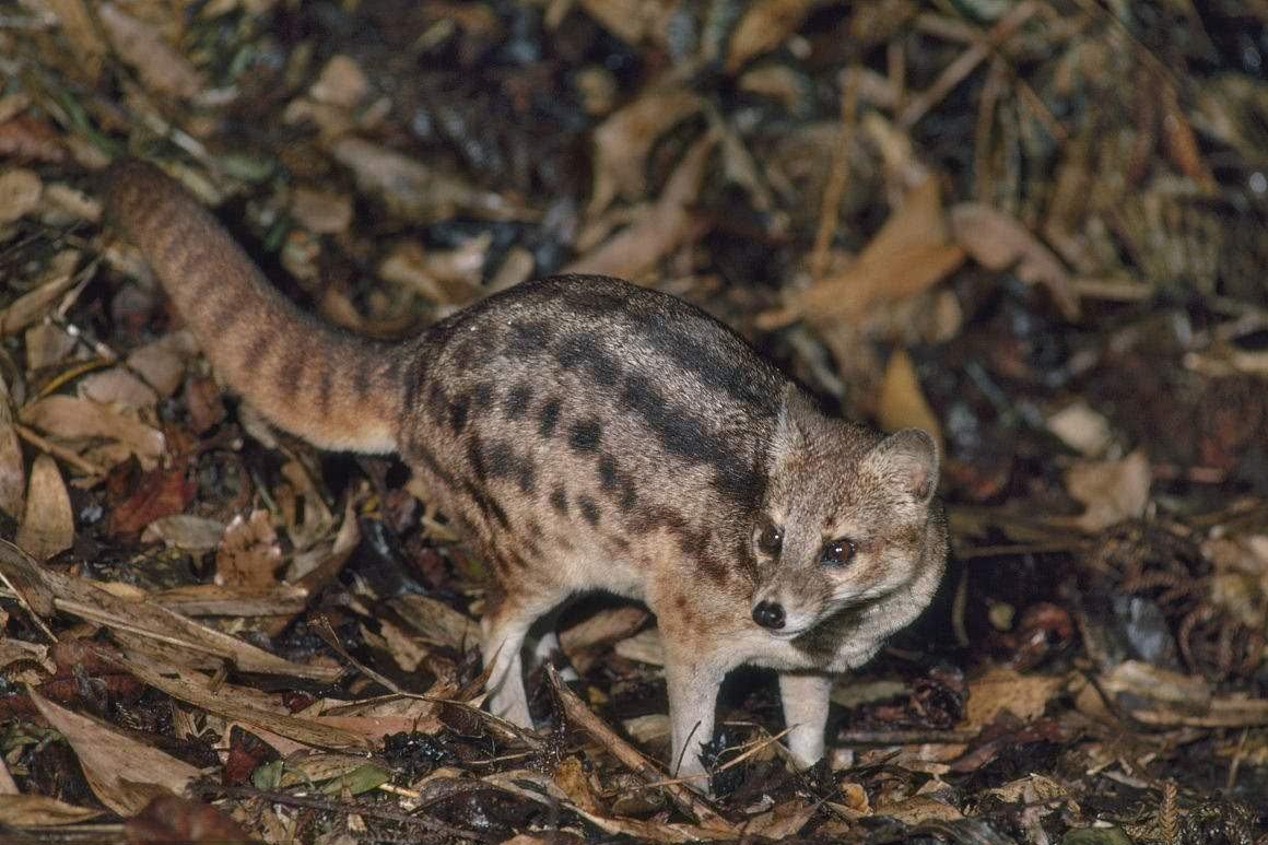 It looks very much like a wild cat, commonly known as the Night Walking God, which contains 600 valuable spices and breeding products.