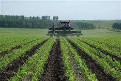 How to fertilize summer corn scientifically