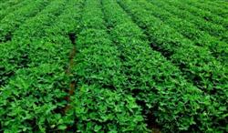 Peanut planting technology: what is the effect of micro-fertilizer on peanuts?