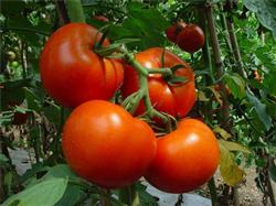 Tomato planting techniques: how to grow tomatoes in autumn and winter?