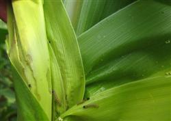 How to control corn borer?