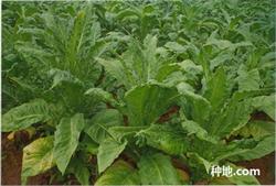 How to control tobacco mosaic disease?