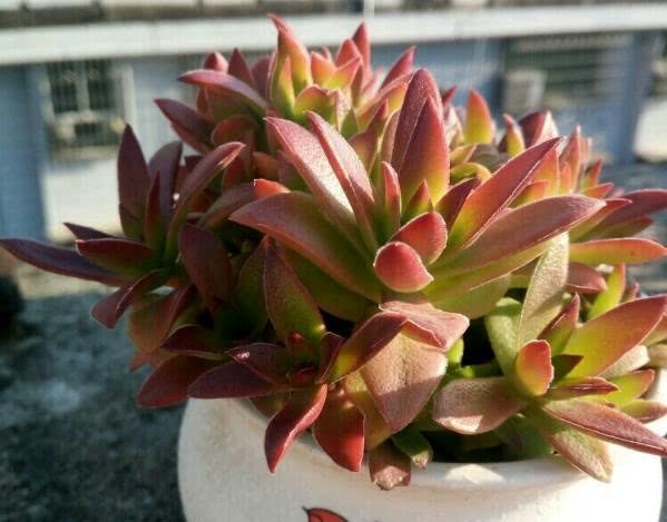 When succulent plants bloom, they have to be cut off decisively so as not to consume nutrients.