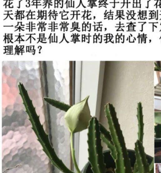 After raising a cactus for three years, netizens can no longer stay in the house with a flower.