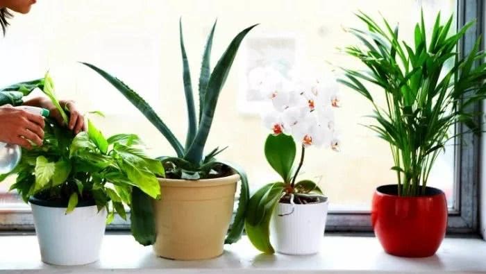 These three kinds of potted plants have a substantial effect on purifying the air at home.