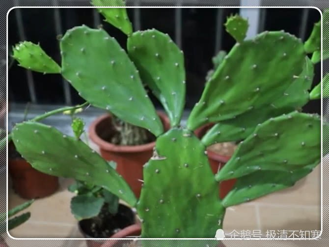 Does the cactus need watering? A lot of people have made mistakes. No wonder your cactus is dead.