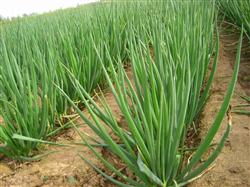 What are the requirements for green onions to apply fertilizer?