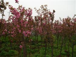 How to control cherry blossom diseases and insect pests?