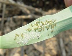 With what medicine do rice borer larvae fight?