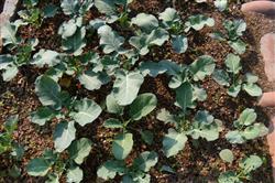 Broccoli planting techniques: how to manage broccoli in autumn and winter?