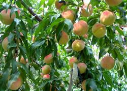 How to manage peach trees in the rainy season?