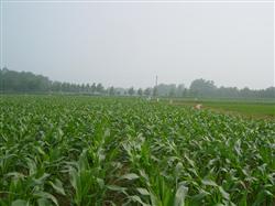 How to fertilize summer corn