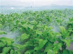 What pesticides can be used in tobacco leaves?