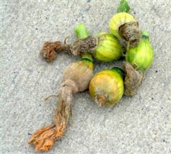 Pumpkin planting: how to control the botrytis cinerea of pumpkin?