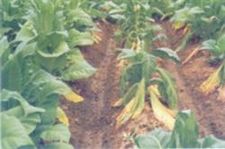 How to prevent and cure tobacco black shank disease?