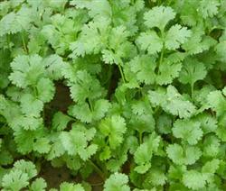 How to grow parsley in greenhouse?