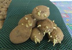 How to plant virus-free seed potato?