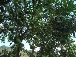 How to plant a grapefruit tree?