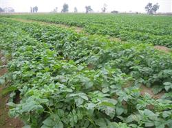 How to control and prevent common potato diseases?