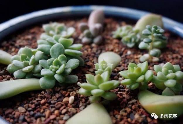 You should pay more attention to these five points to improve the survival rate of succulent leaves.