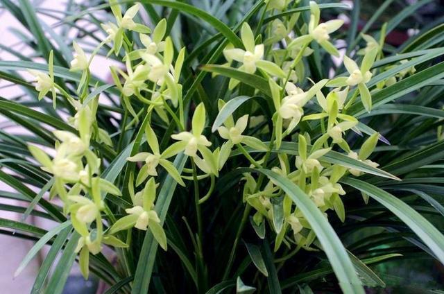 The price of orchids suitable for novice cultivation is easy to grow with a long flowering period and a room of incense.