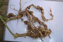 Control of leaf blight nematode disease in chrysanthemum