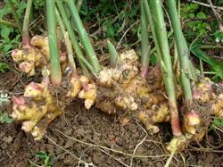 What are the fertilizer requirements of ginger?