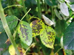 Control of mole cricket of Chinese rose