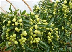 How to manage the young fruit period of winter jujube?