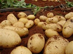 What are the characteristics of potato fertilizing?